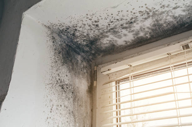 Affordable Mold Remediation solutions in North Andover, MA