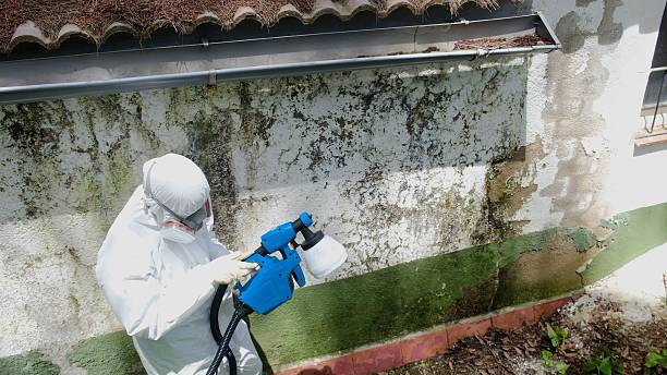 Top rated local Mold Remediation specialists in North Andover, MA